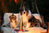 article.image.alt